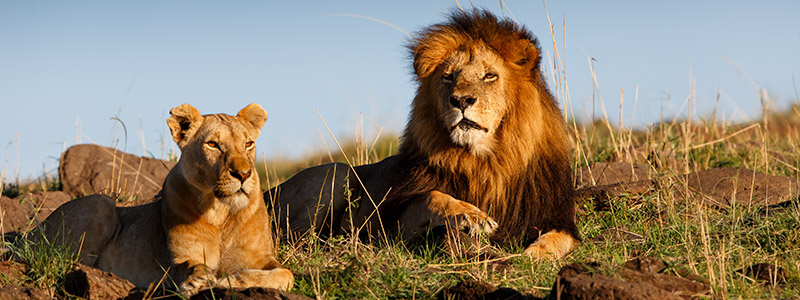 Vilda lejon på en safari i Sydafrika.